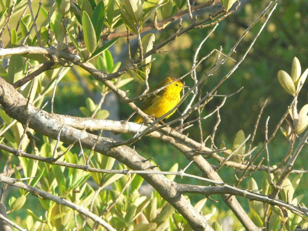 31- Oiseau jaune au bord de la lagune 